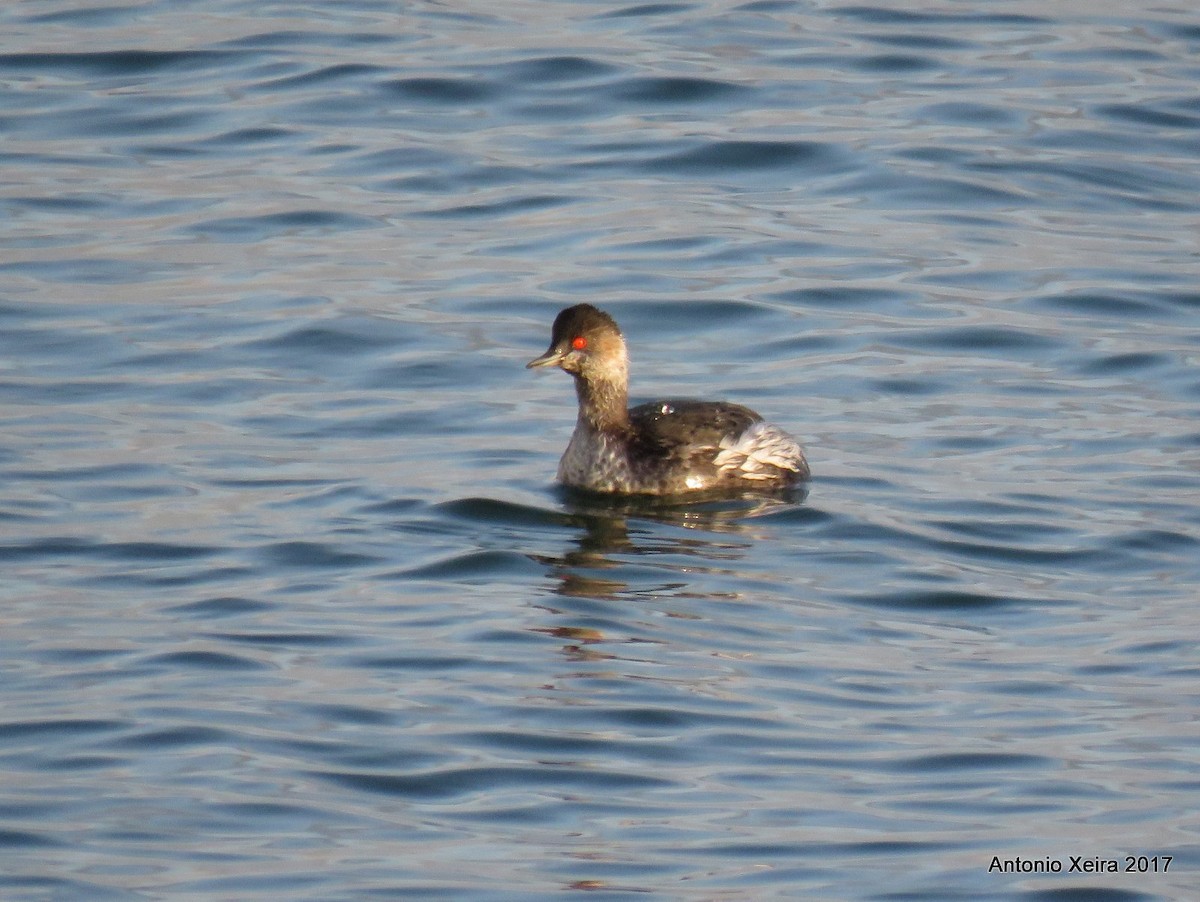 Eared Grebe - ML81478561