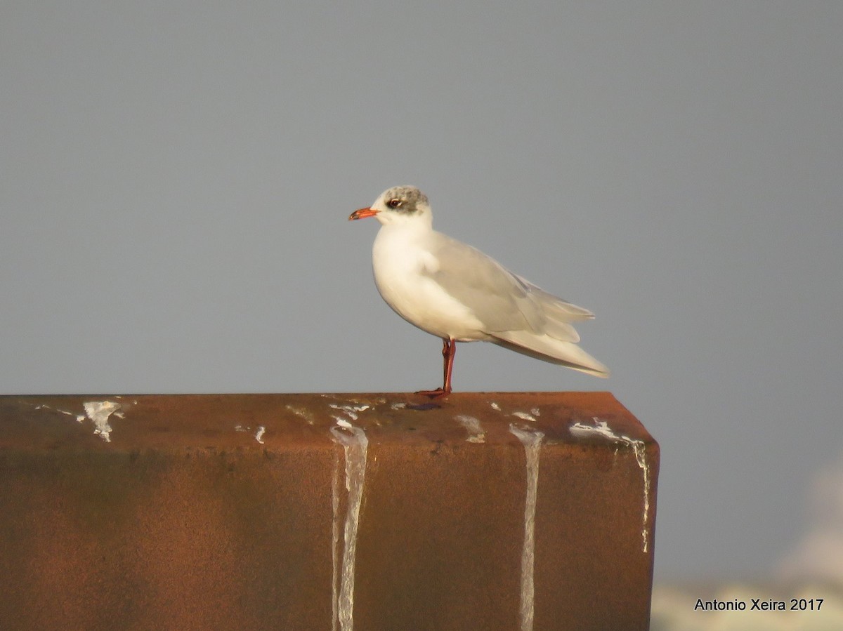 Mediterranean Gull - ML81478571