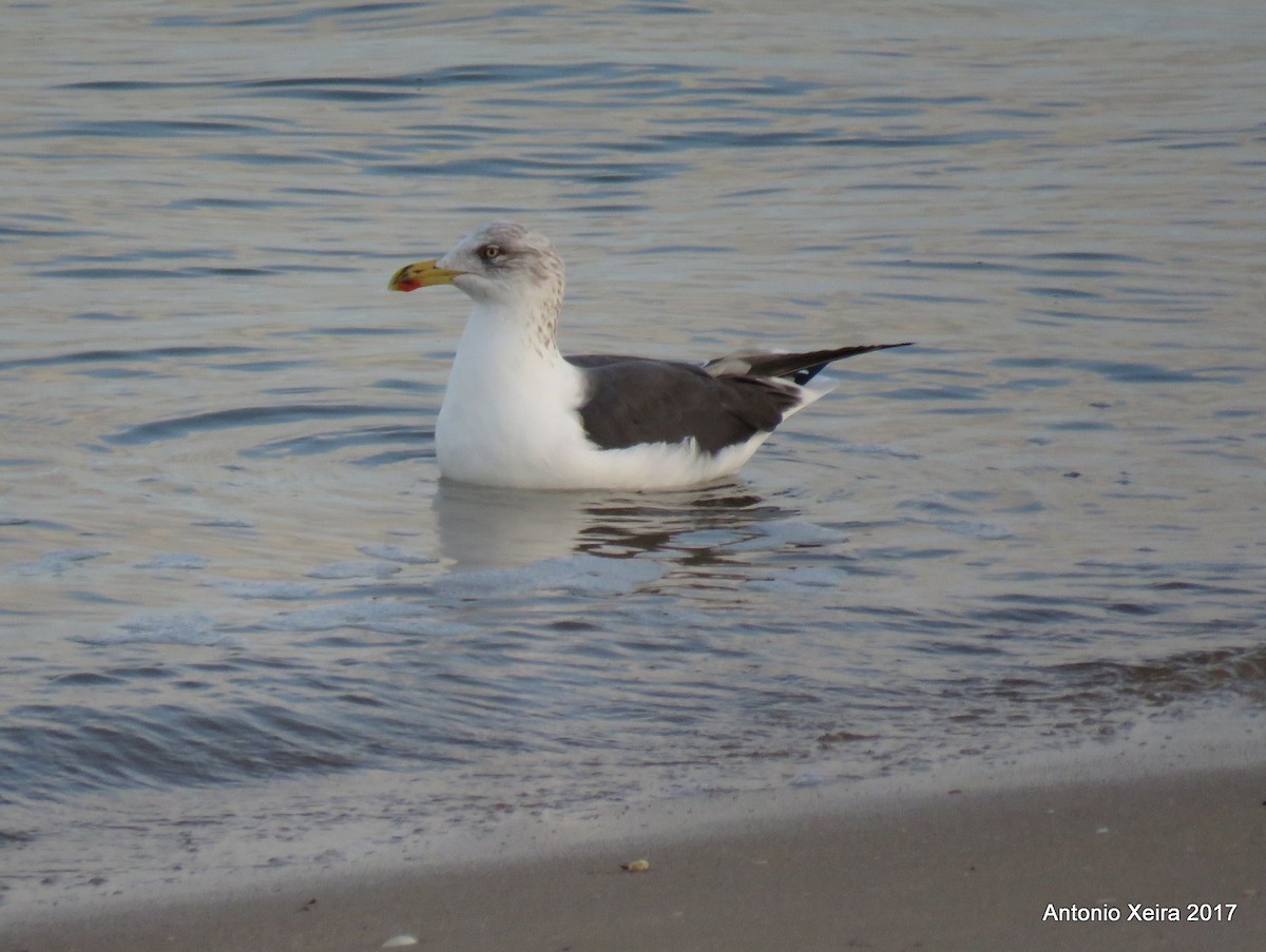 Lesser Black-backed Gull - ML81478581
