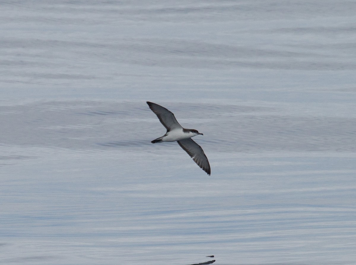 Buller's Shearwater - ML81480361