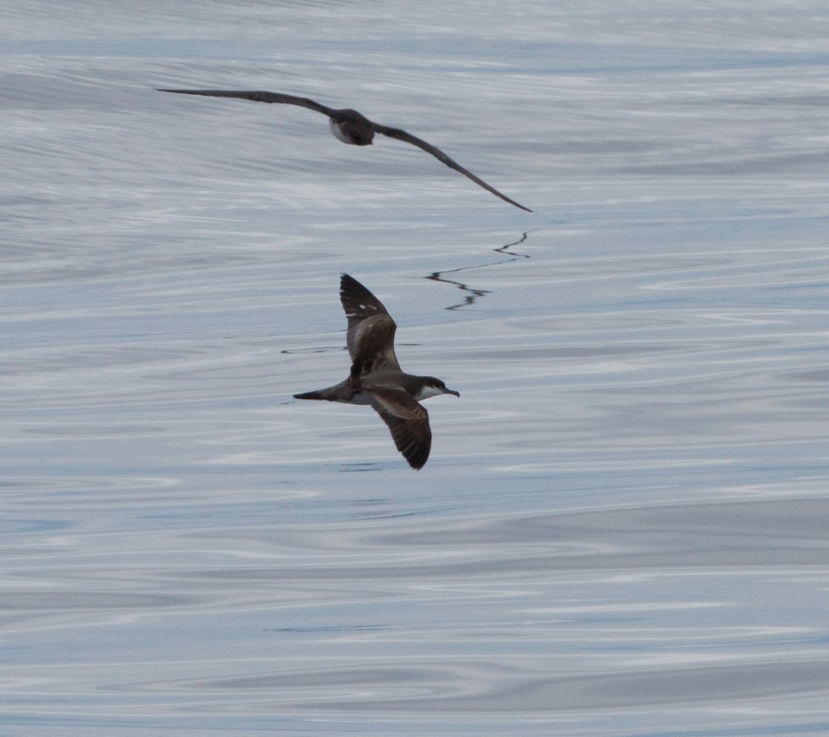 Buller's Shearwater - ML81480381