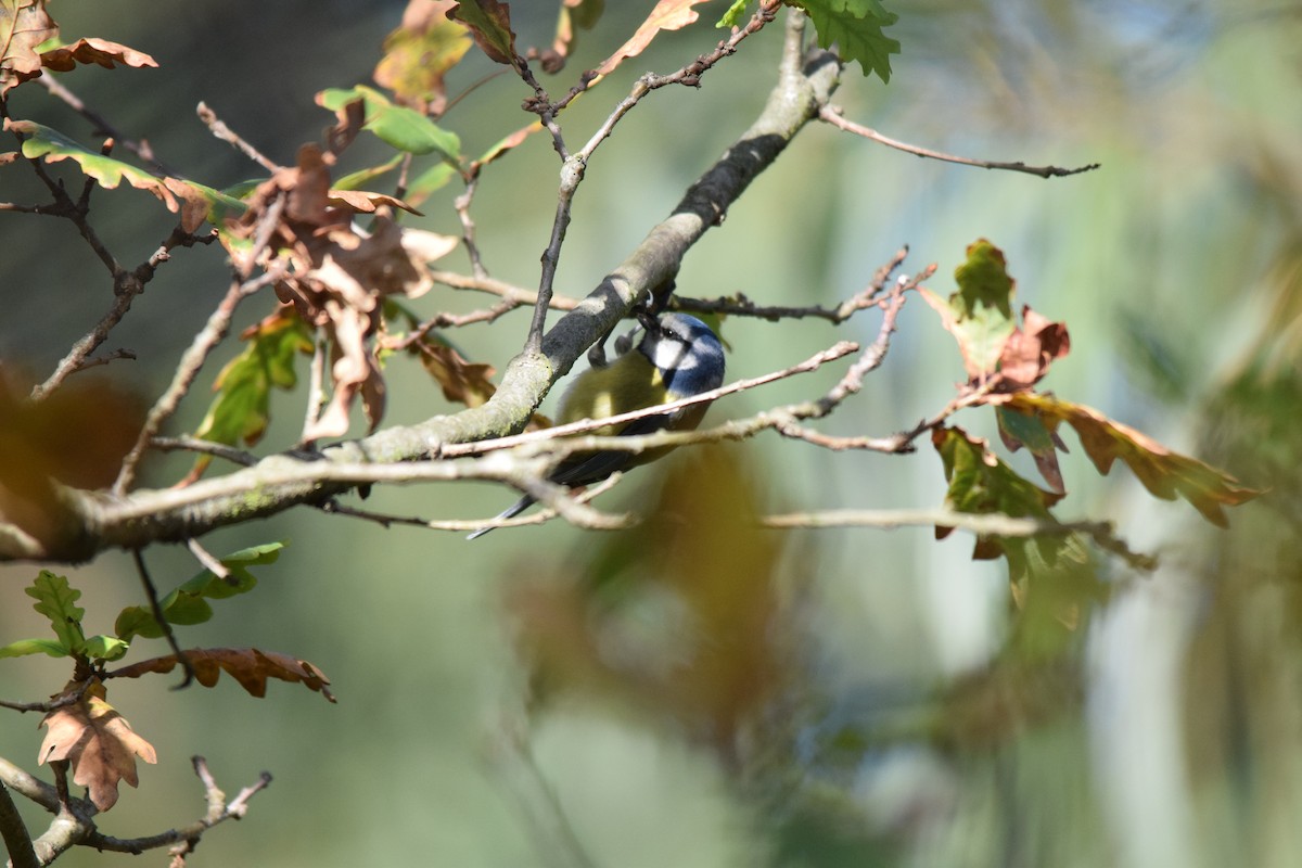 Eurasian Blue Tit - ML81480661