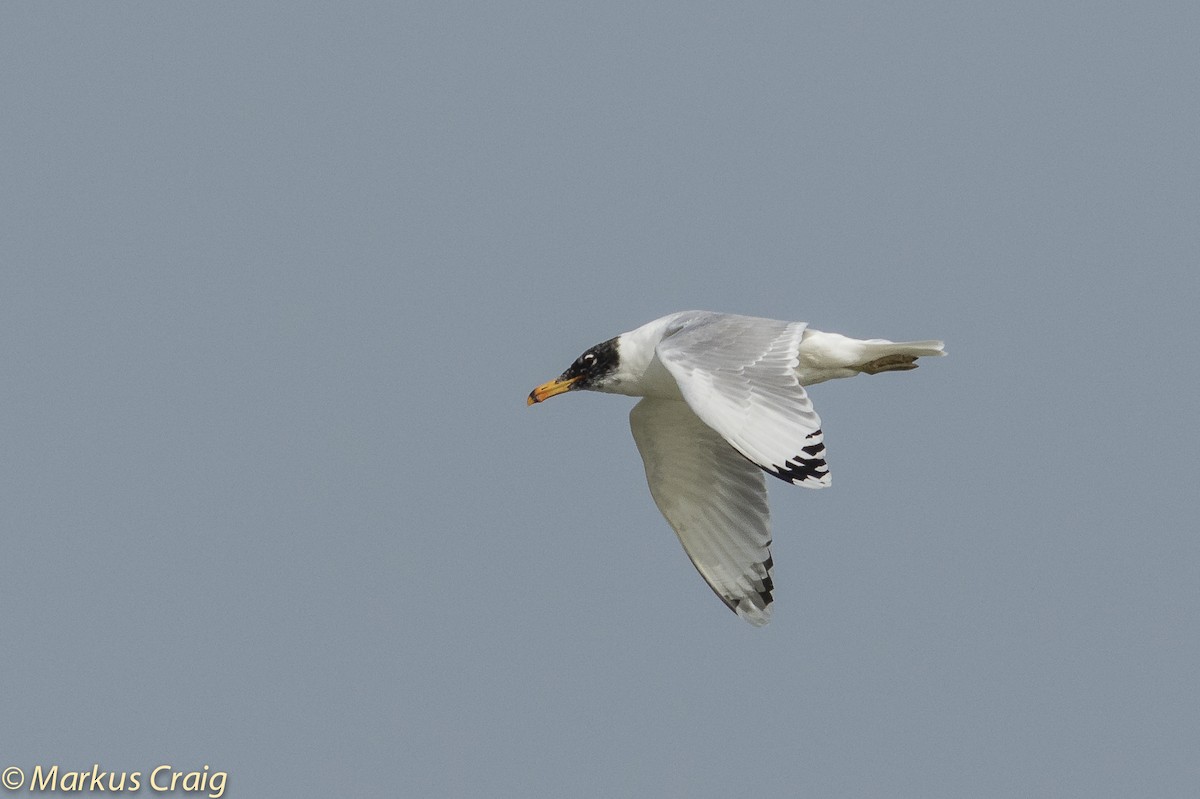 Pallas's Gull - Markus Craig