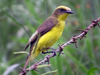 Lemon-browed Flycatcher - Conopias cinchoneti - Birds of the World