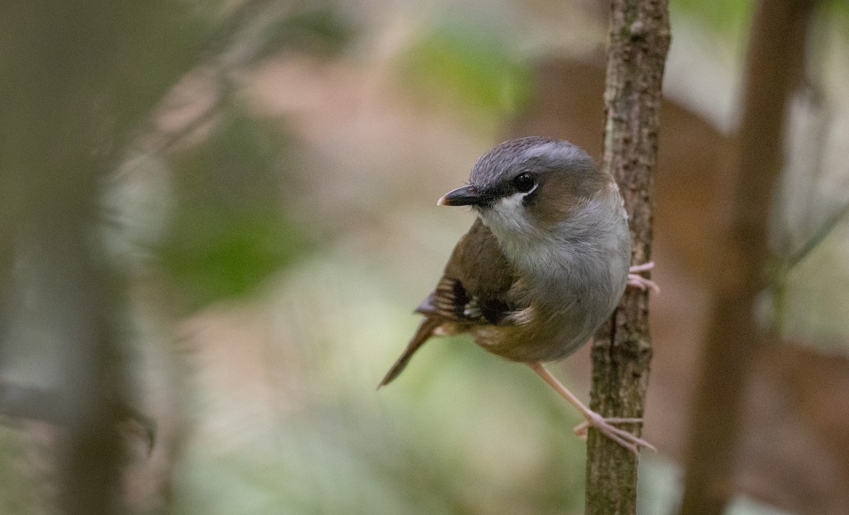 Gray-headed Robin - ML81481481