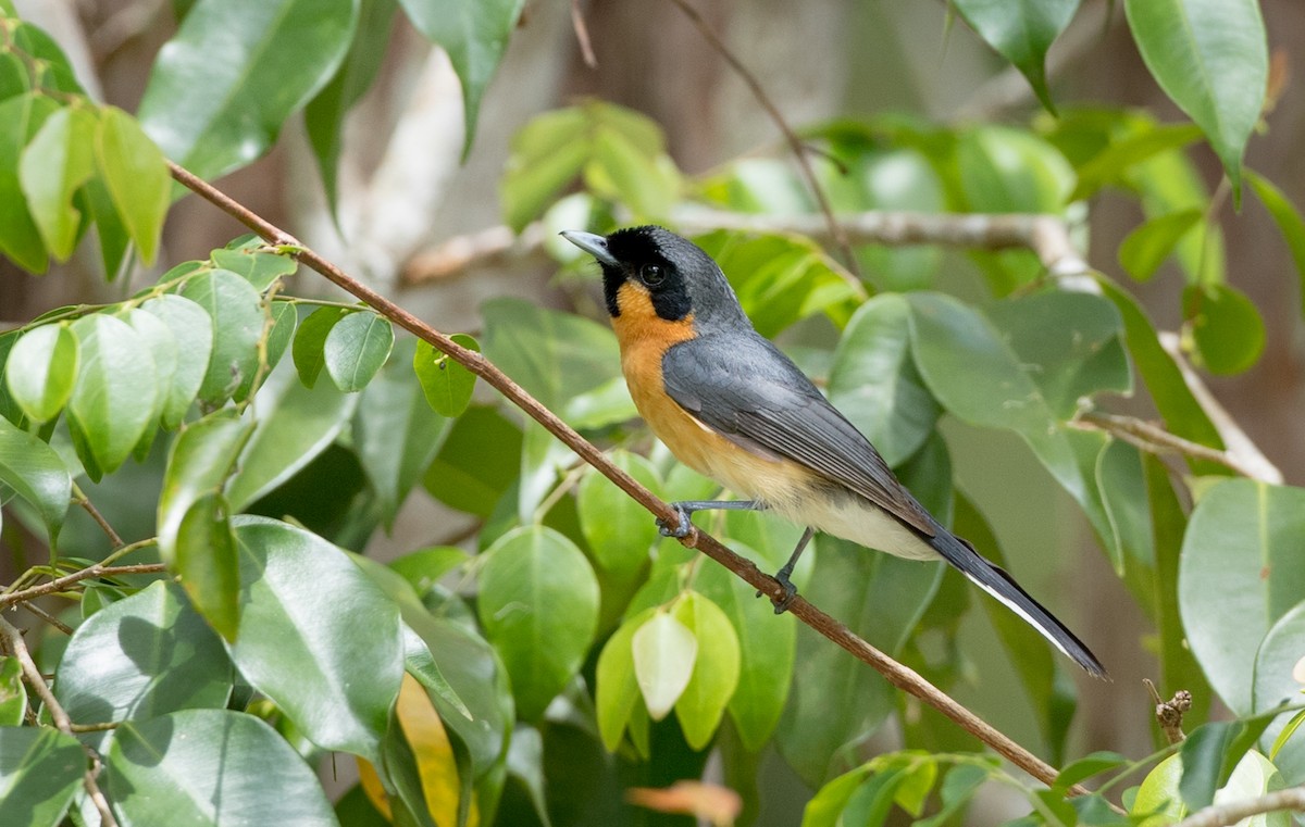 Spectacled Monarch - Ian Davies