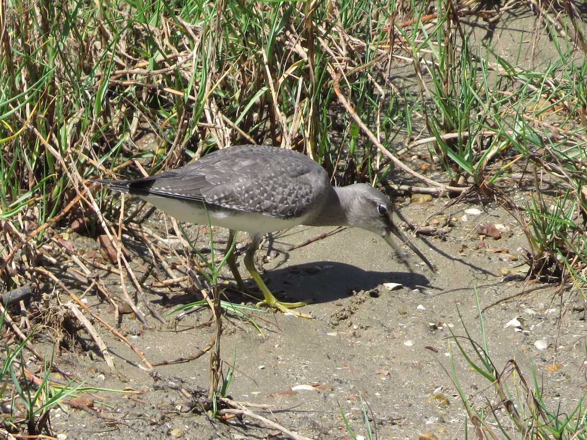 Gray-tailed Tattler - ML81482151