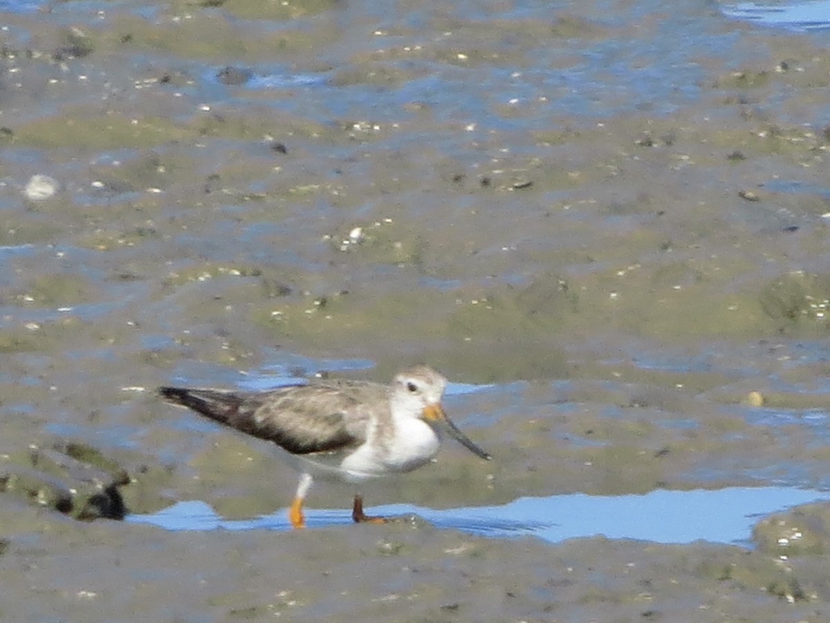 Terek Sandpiper - ML81482161