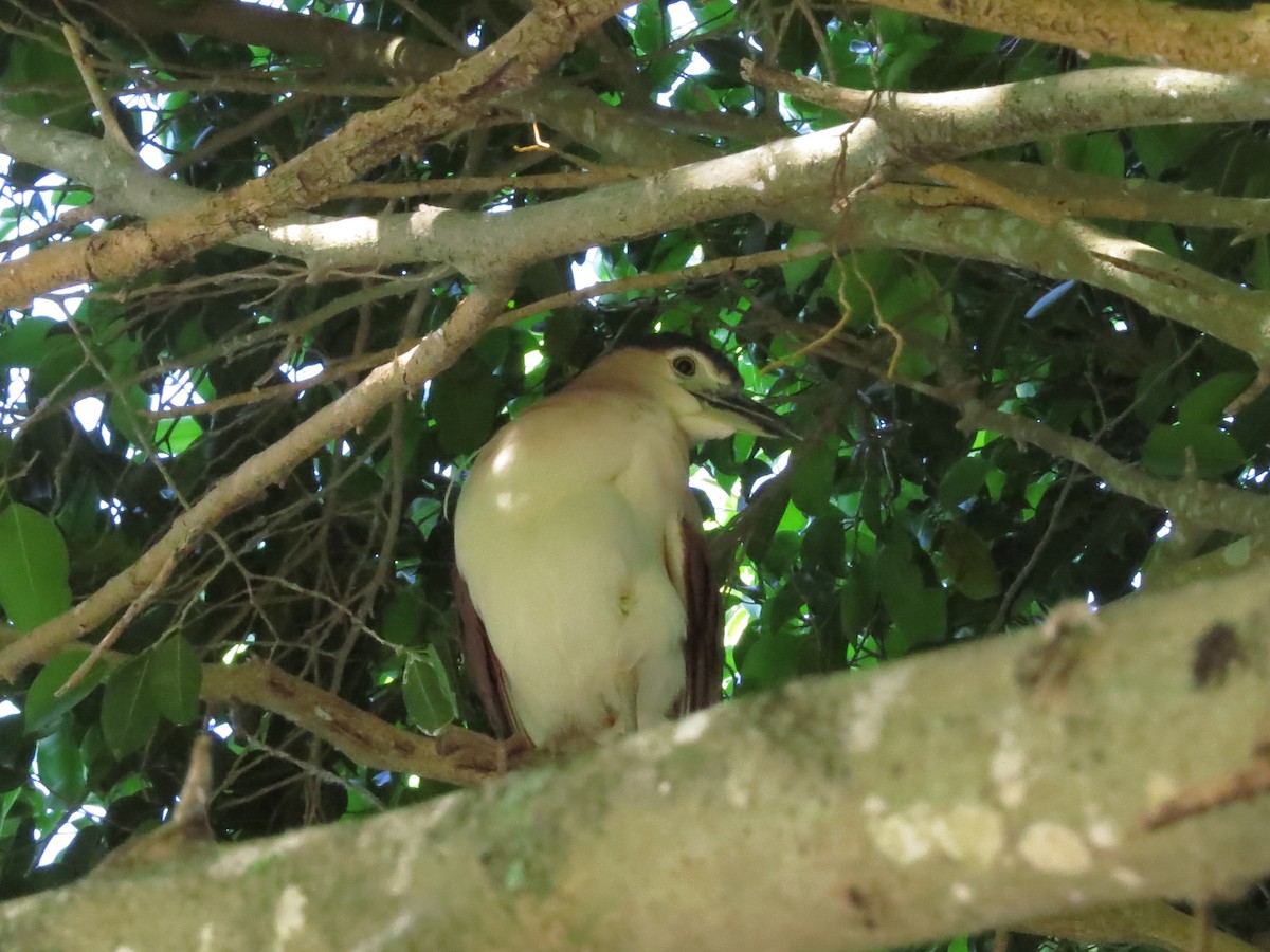 Nankeen Night Heron - ML81482341