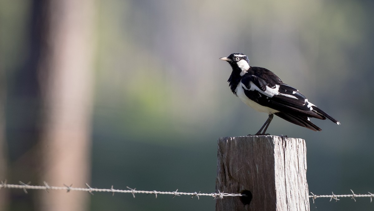 Magpie-lark - ML81482351