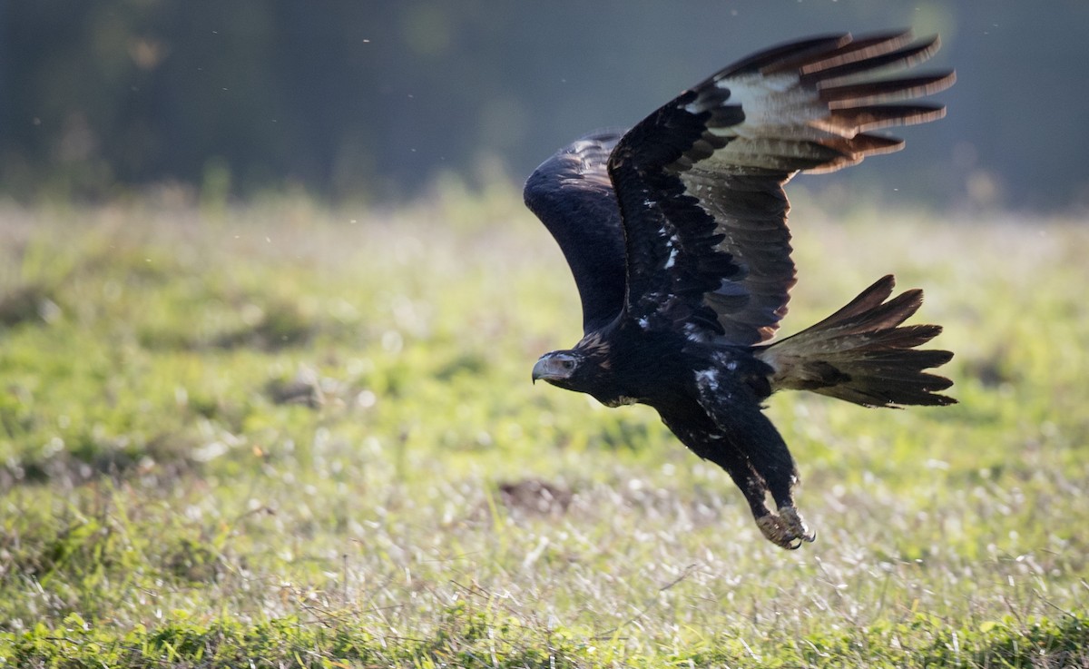 Wedge-tailed Eagle - ML81482391