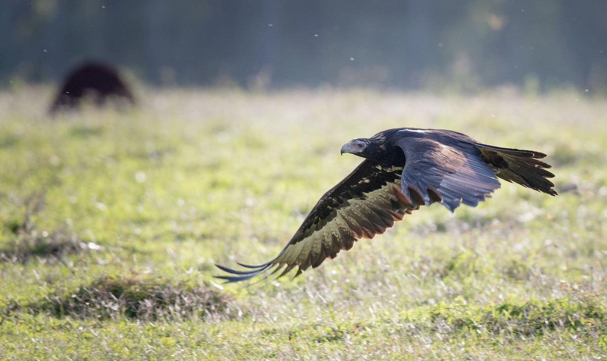 Wedge-tailed Eagle - ML81482411