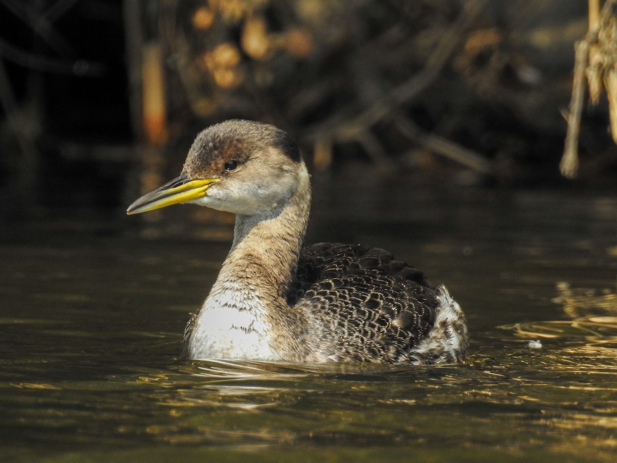 Red-necked Grebe - ML81483161