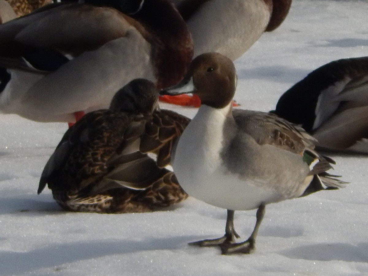 Northern Pintail - ML81484831