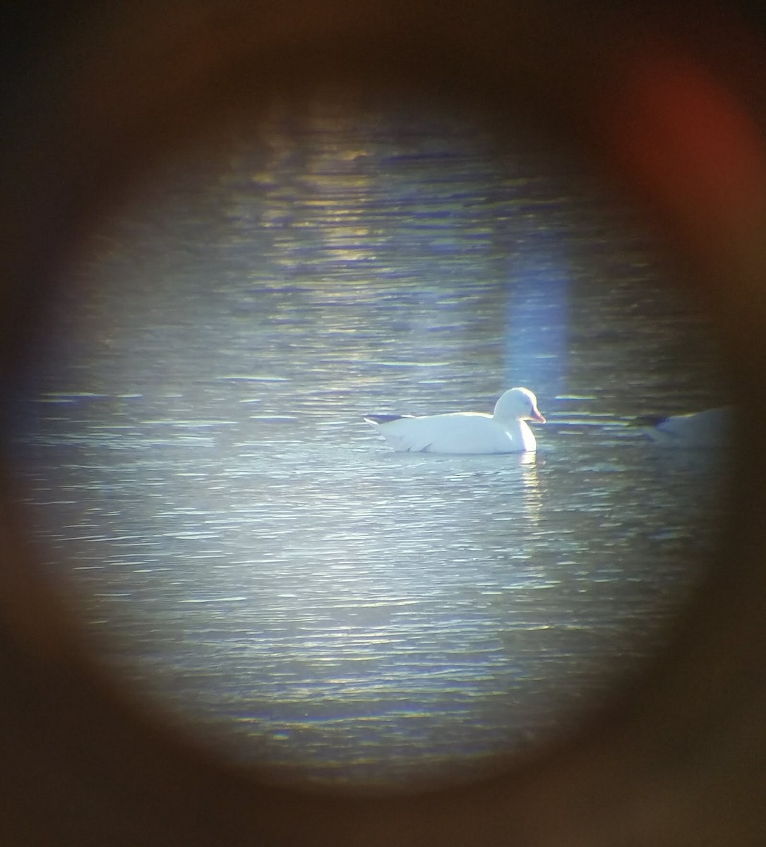 Ross's Goose - Ken Elkins