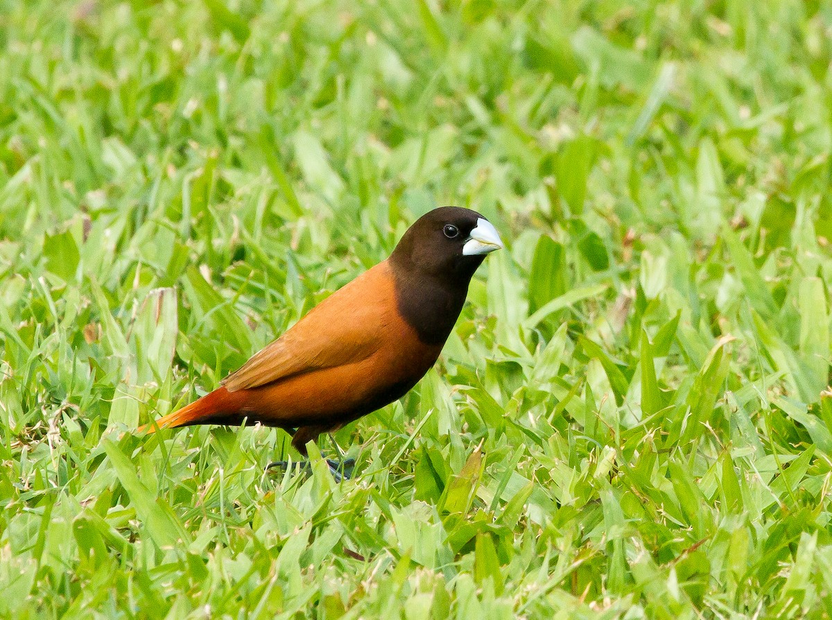 Chestnut Munia - ML81485601