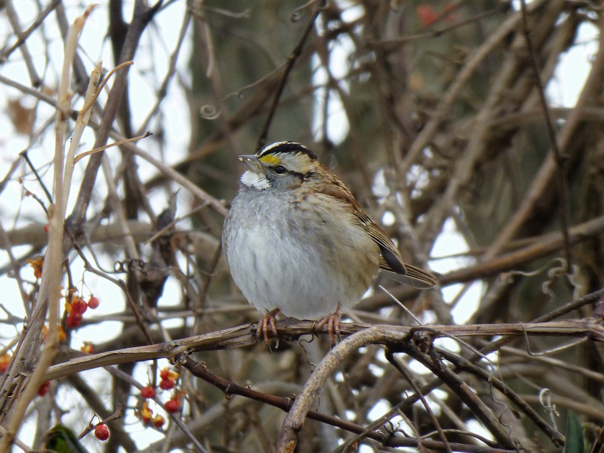 White-throated Sparrow - ML81486071
