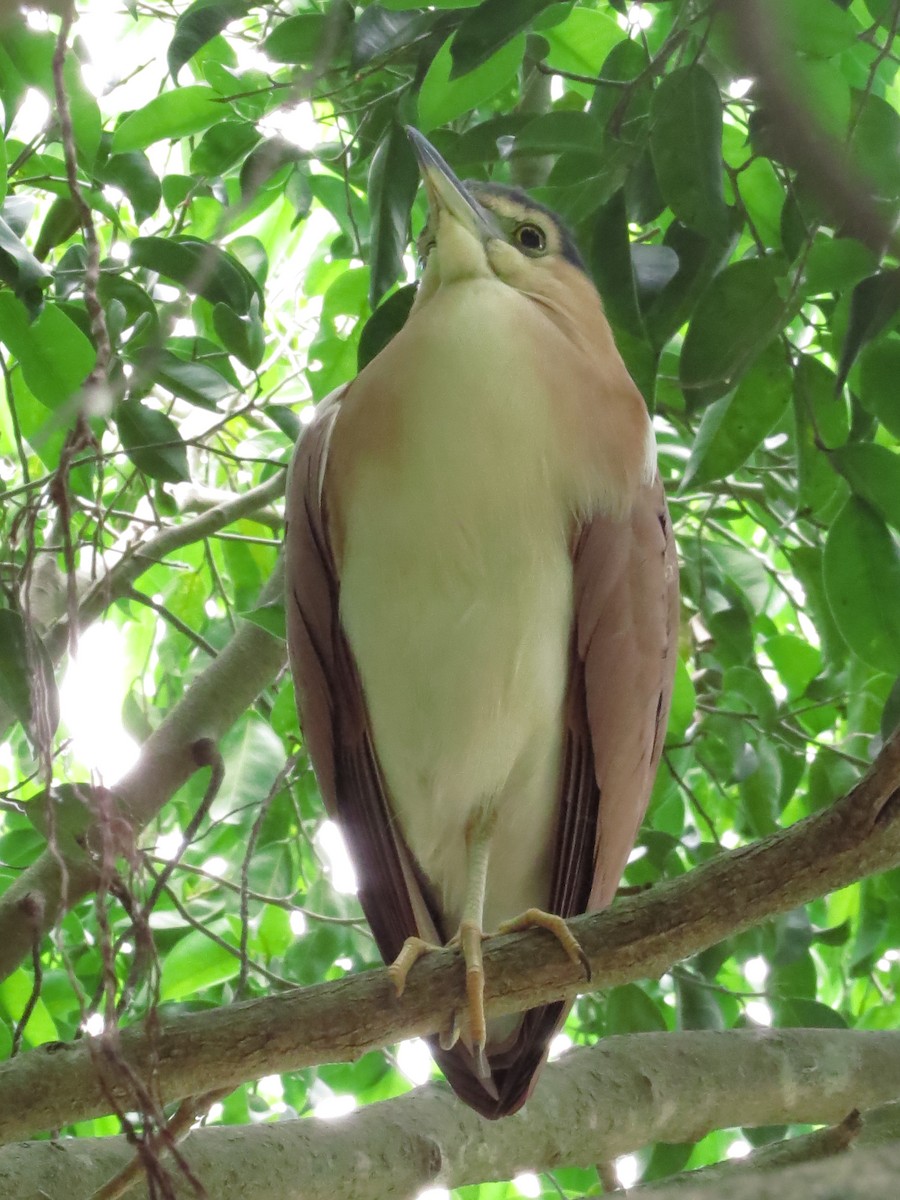 Nankeen Night Heron - ML81486201