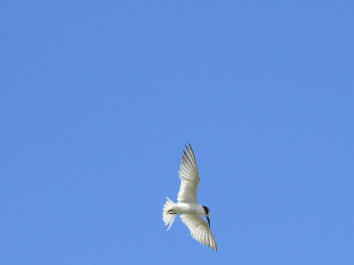 Little Tern - ML81486291