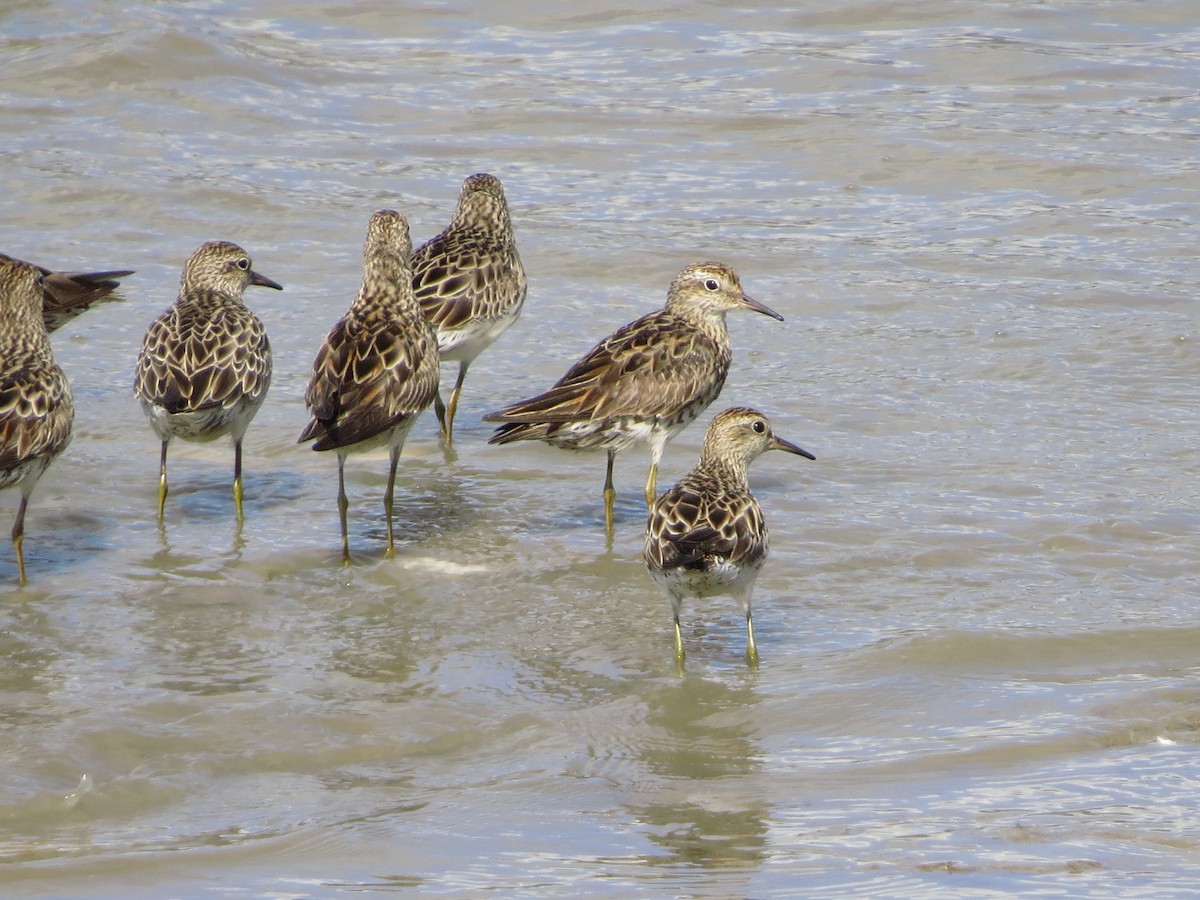 Sharp-tailed Sandpiper - ML81486401