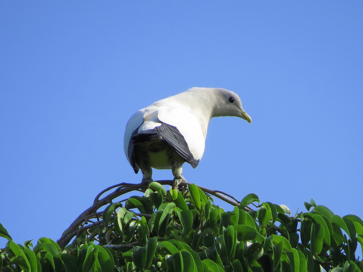 Torresian Imperial-Pigeon - ML81486491