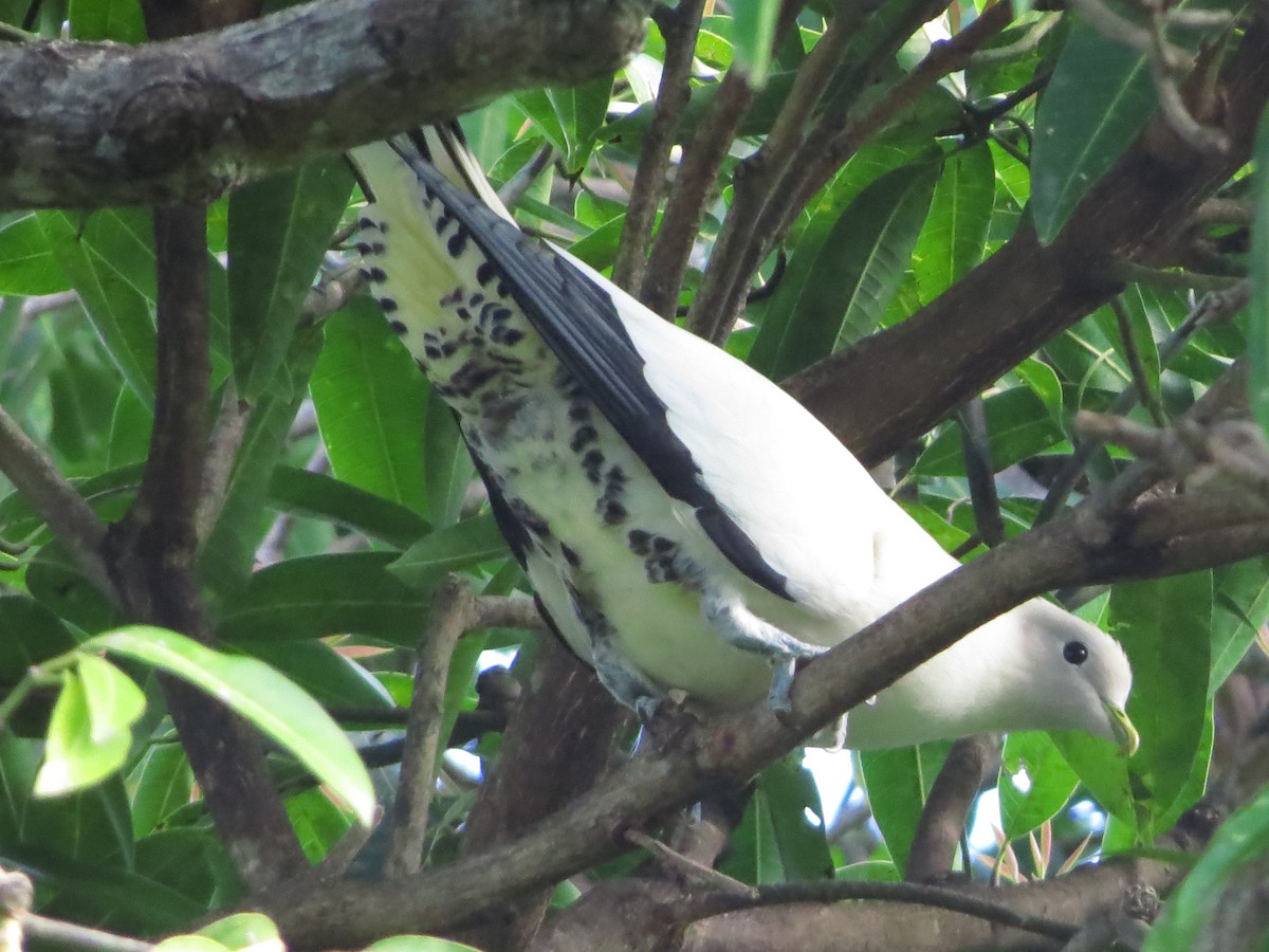 Torresian Imperial-Pigeon - ML81486501