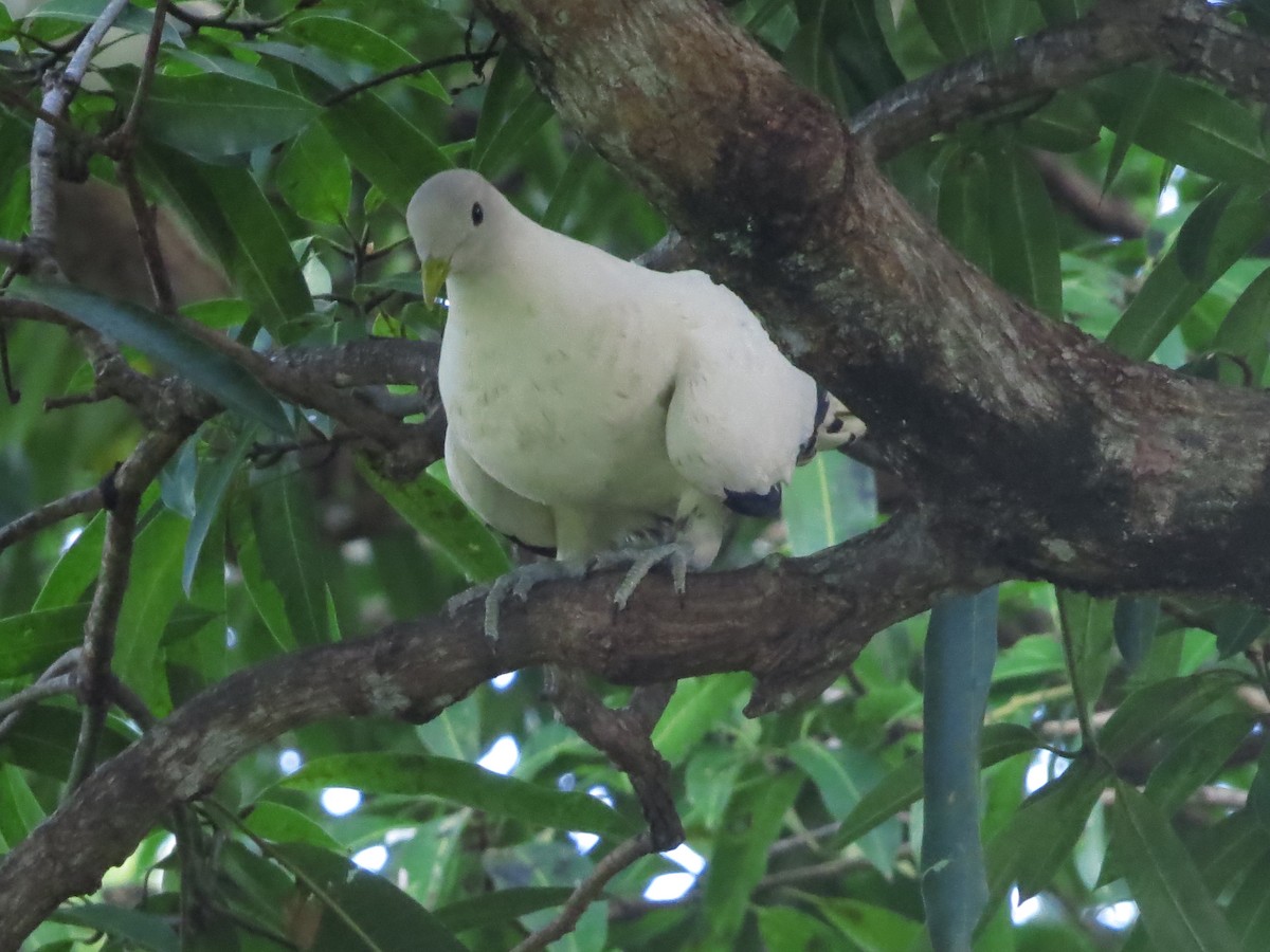 Torresian Imperial-Pigeon - ML81486511