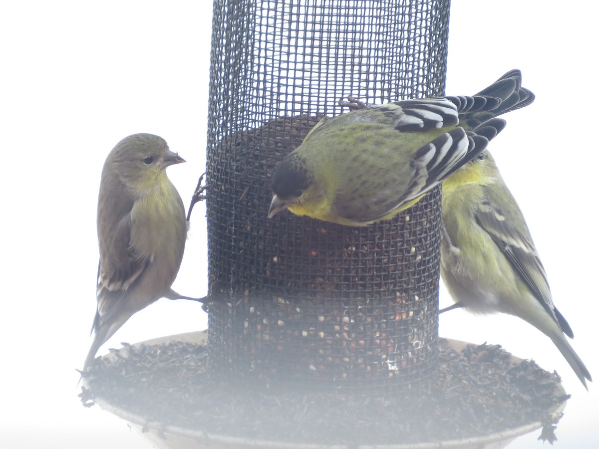 Lesser Goldfinch - Steve Butterworth