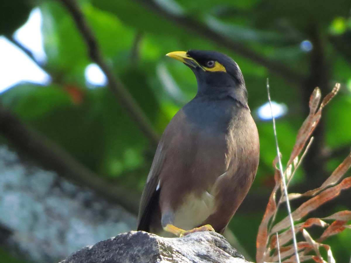 Common Myna - ML81486601