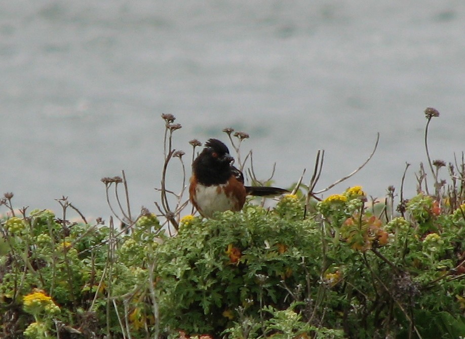 Spotted Towhee - ML81486651