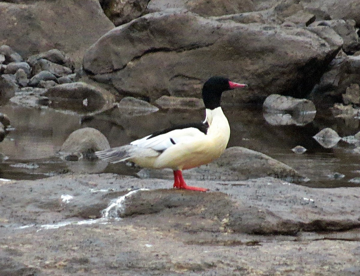 Common Merganser - ML81486691