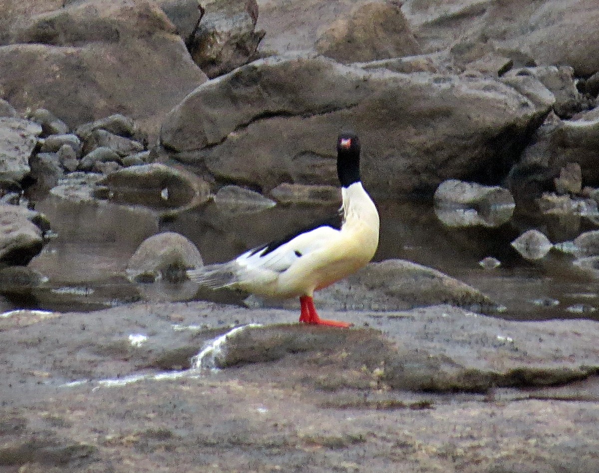 Common Merganser - Dwayne Martin