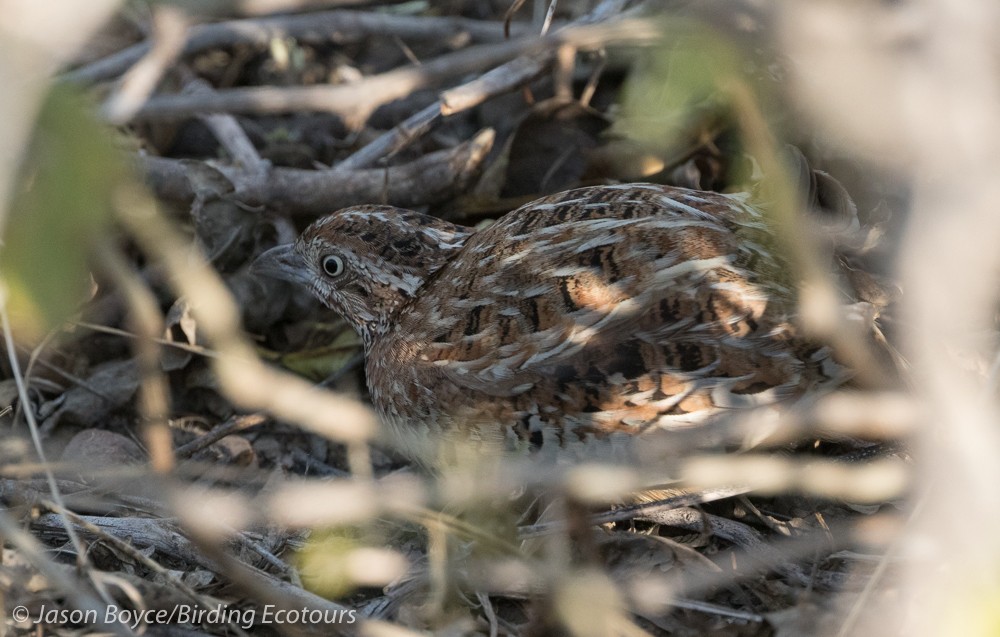 Barred Buttonquail - ML81486761