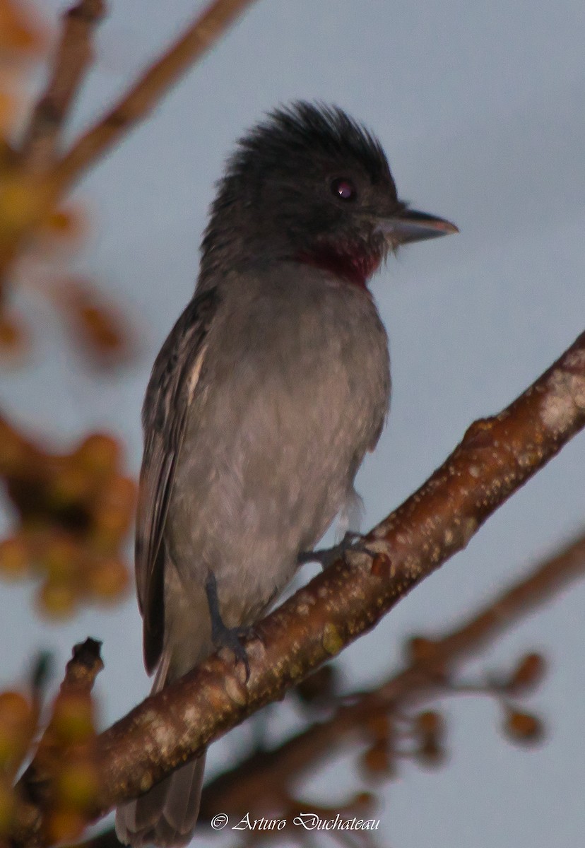 Rose-throated Becard - ML81486791