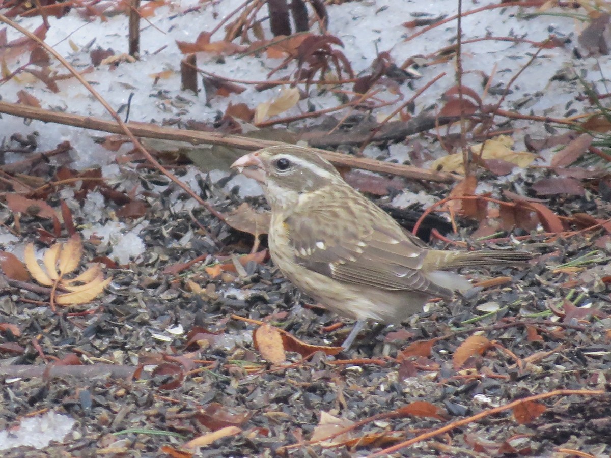 Rose-breasted Grosbeak - ML81487011