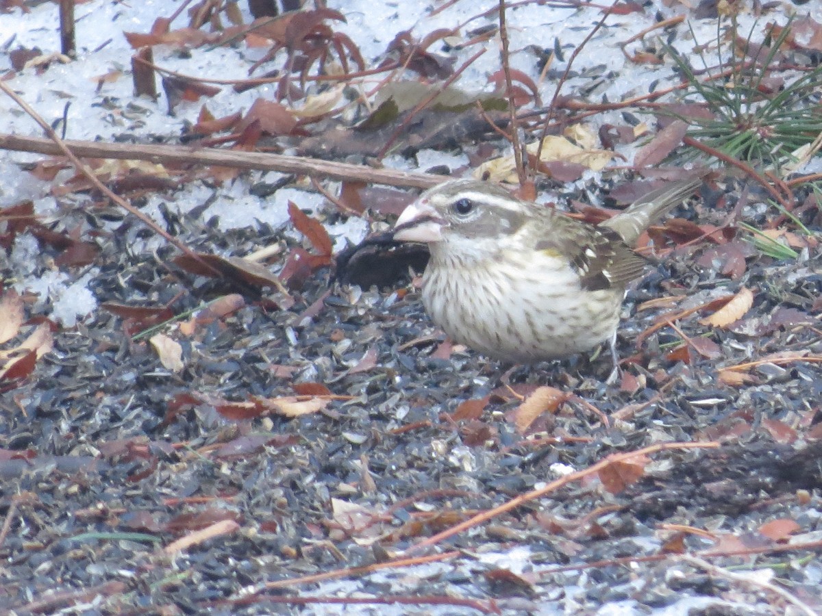 Rose-breasted Grosbeak - ML81487071