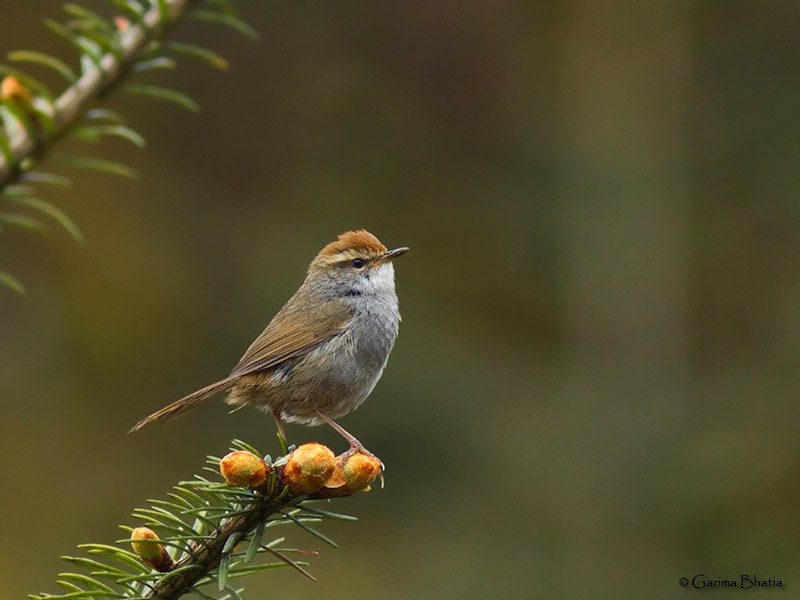 Gray-sided Bush Warbler - ML81487351