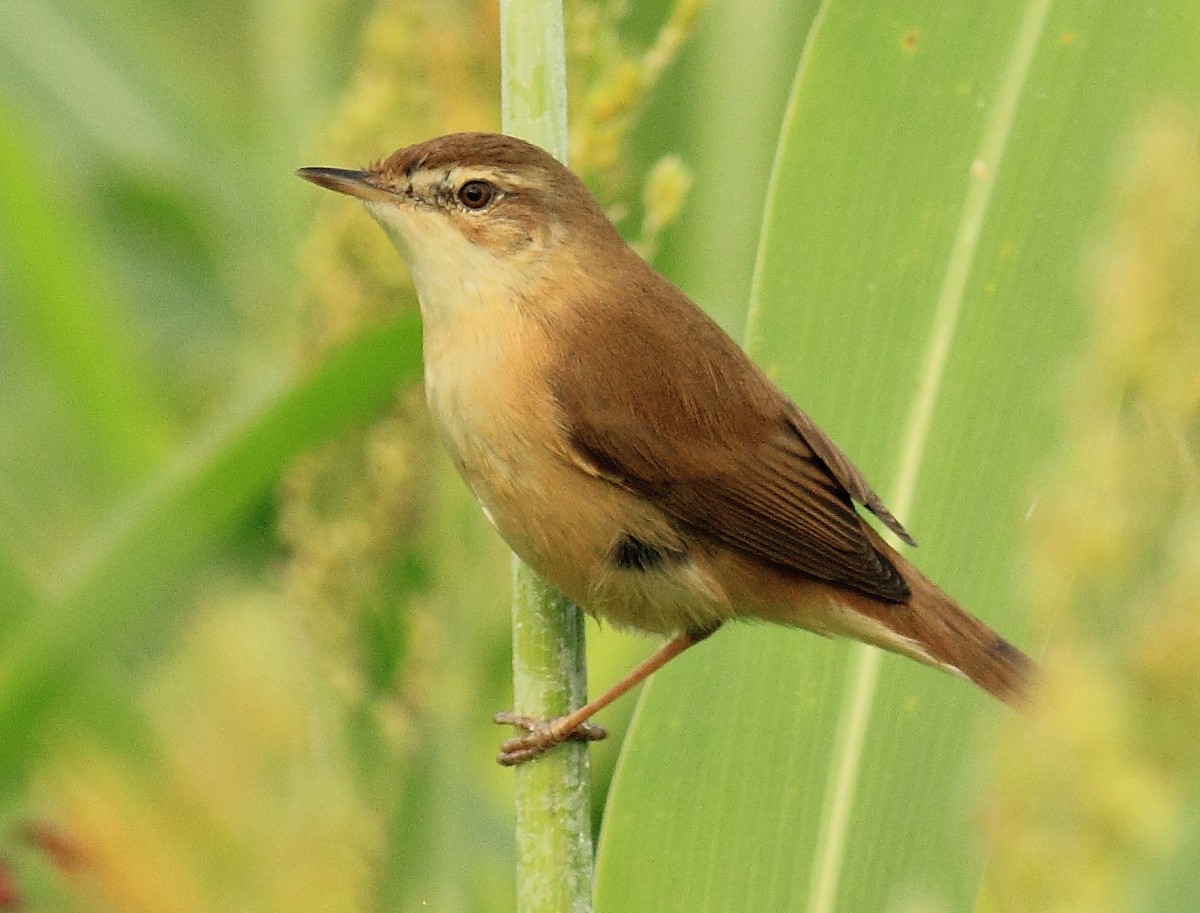 Paddyfield Warbler - Amarendra Konda