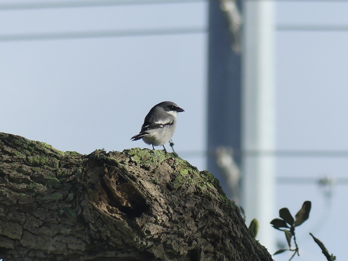 Loggerhead Shrike - Charlie Plimpton