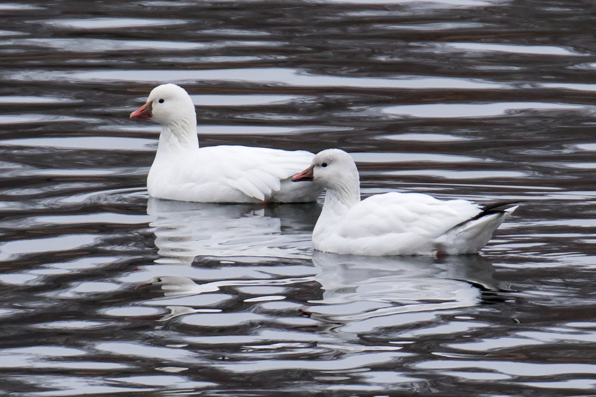 Ross's Goose - Chris S. Wood