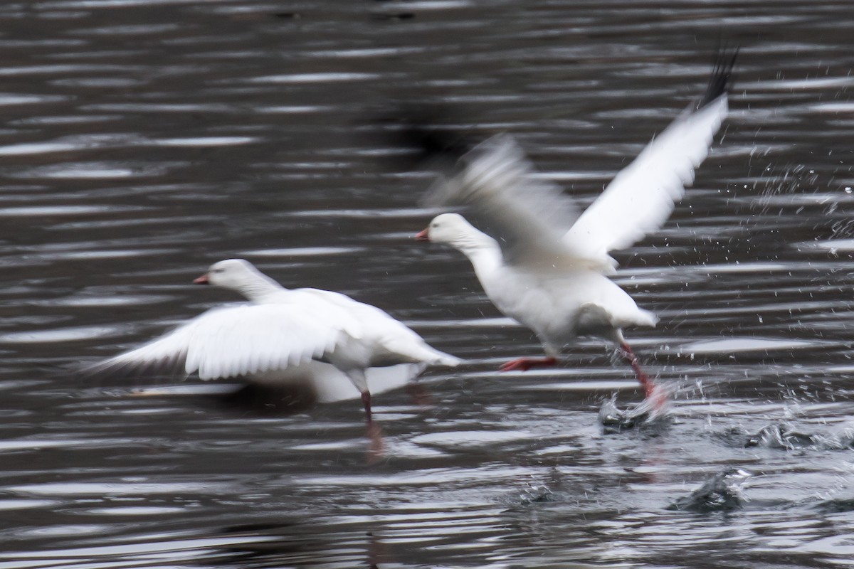 Ross's Goose - Chris S. Wood