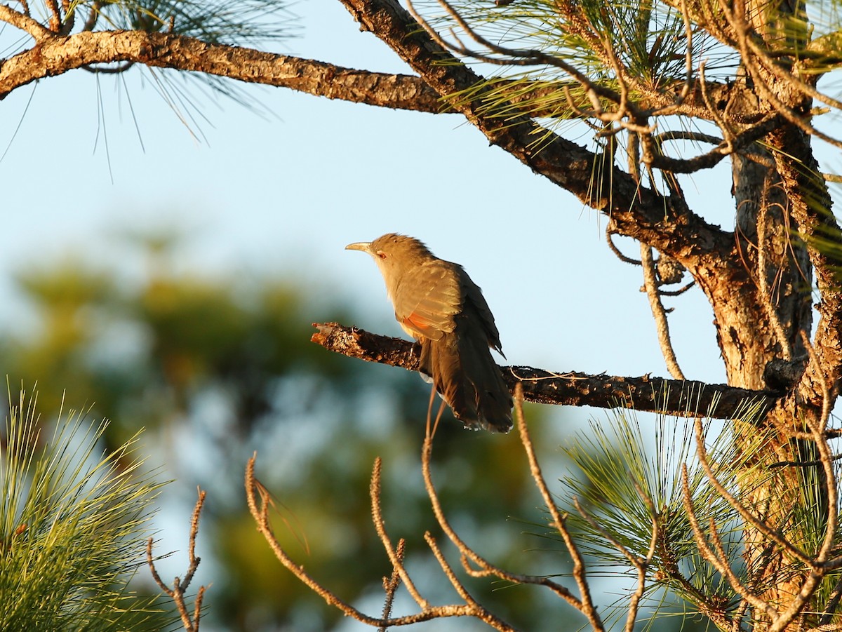 Great Lizard-Cuckoo - ML81491221