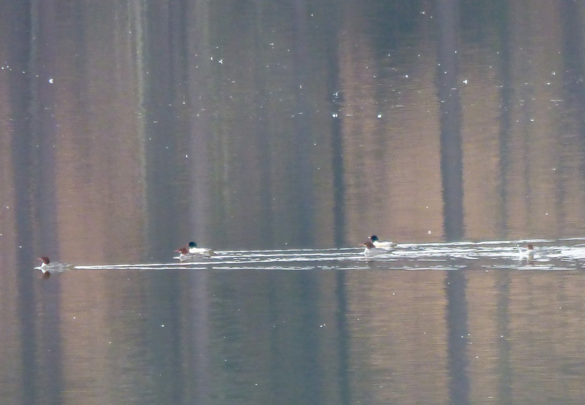 Common Merganser - ML81491321