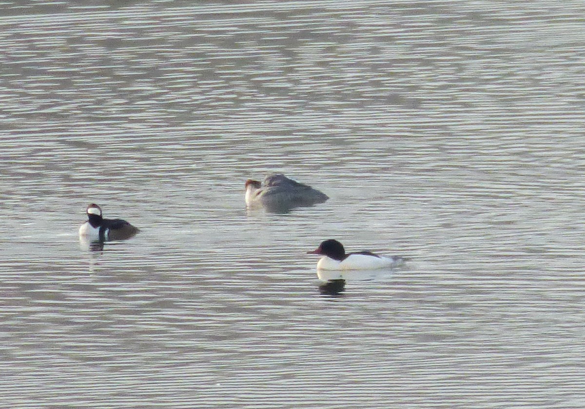 Common Merganser - ML81491351