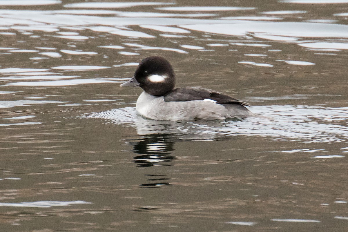 Bufflehead - Chris S. Wood