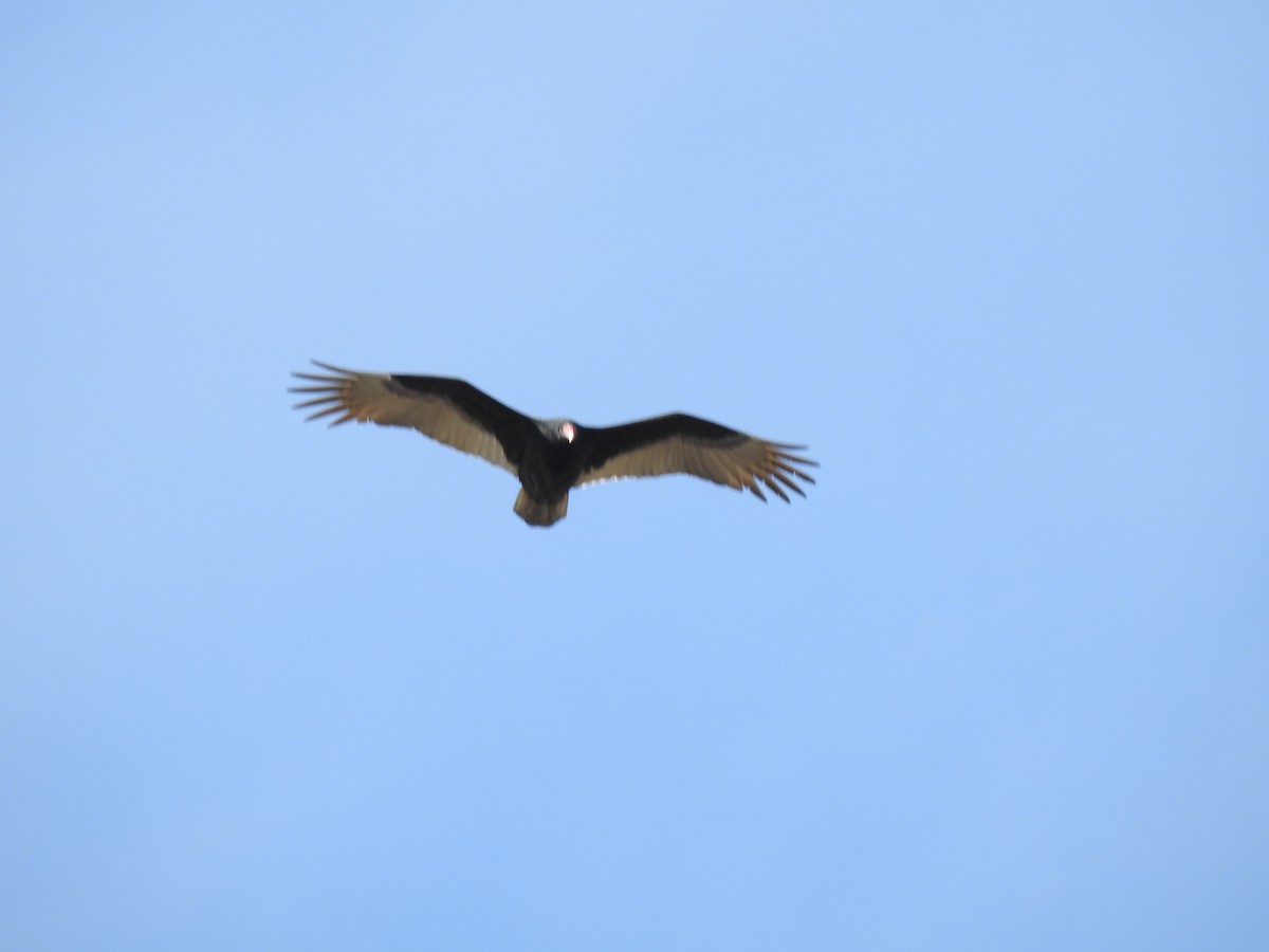 Turkey Vulture - ML81492401