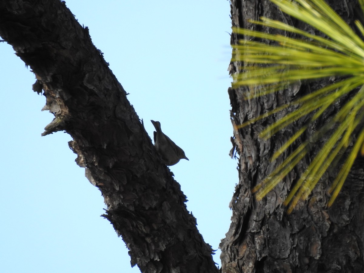 White-breasted Nuthatch - ML81492461