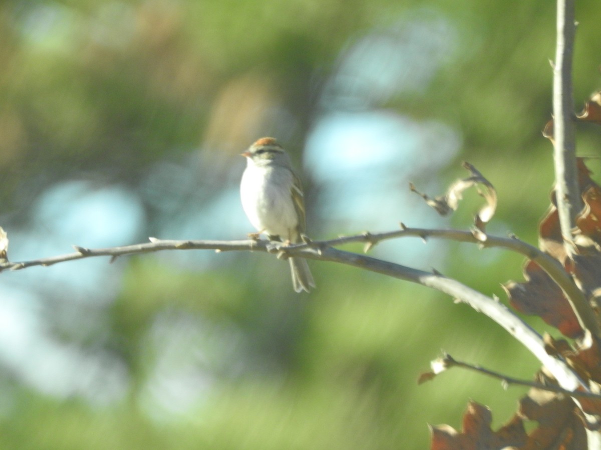 Chipping Sparrow - ML81492691