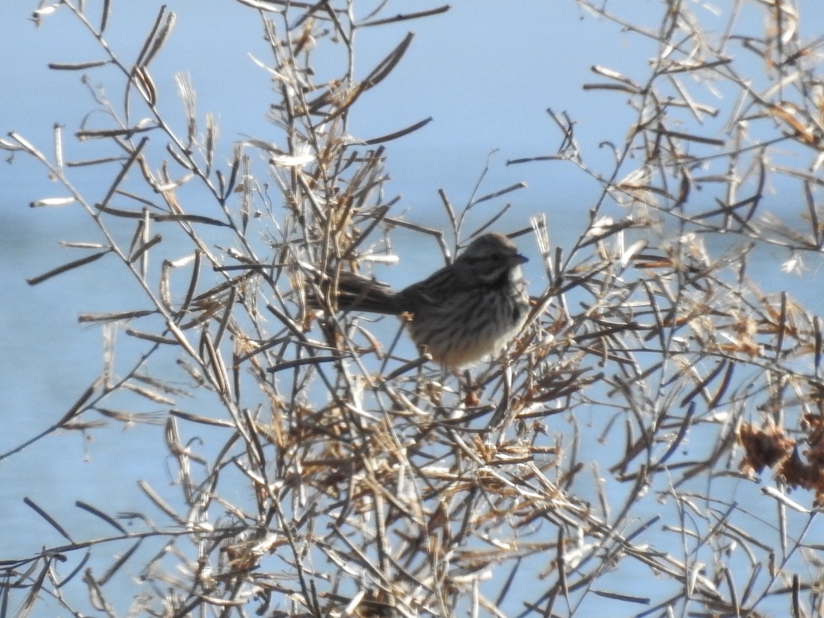 new world sparrow sp. - ML81492741