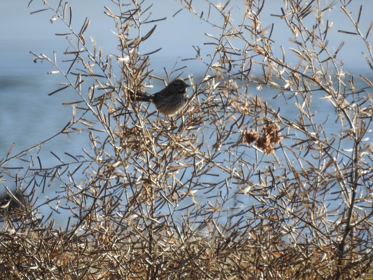 new world sparrow sp. - ML81492761